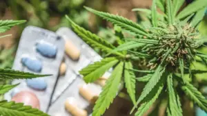 Cannabis and Mental Health